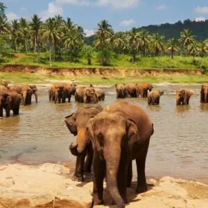 Sri Lanka Elephant