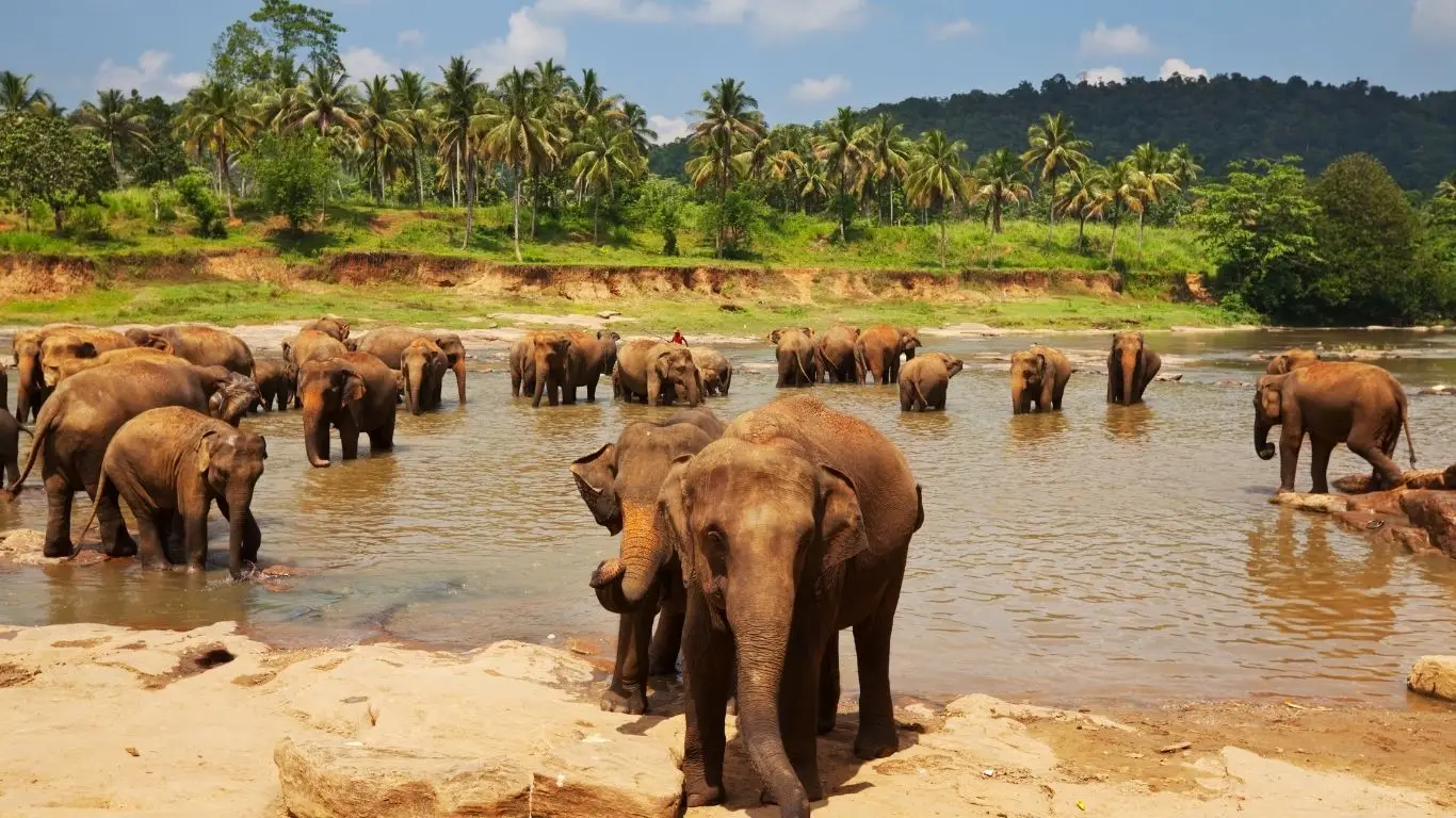 Elephant in Sri Lanka